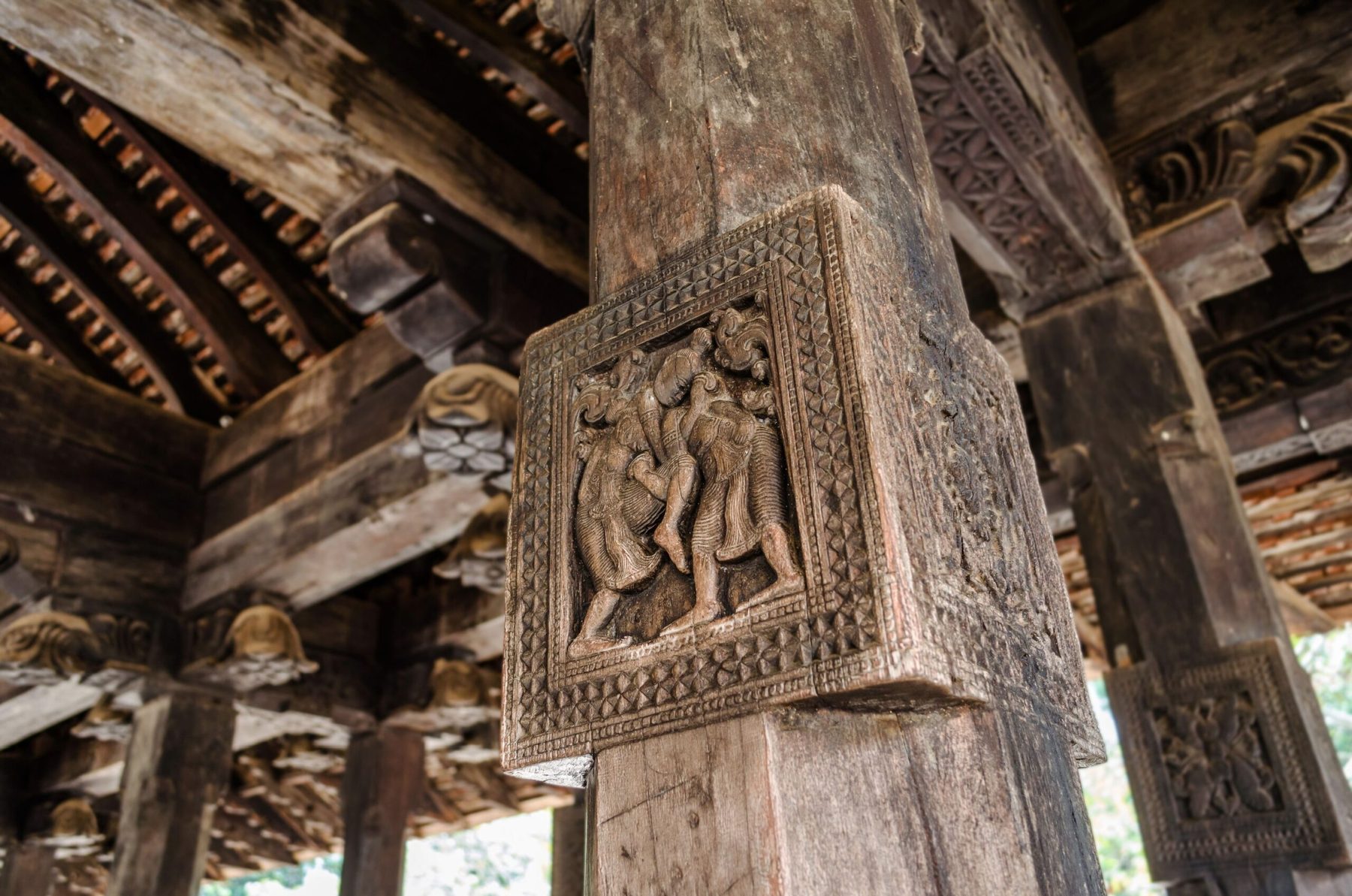 12 Days Wild Sri Lanka — 6