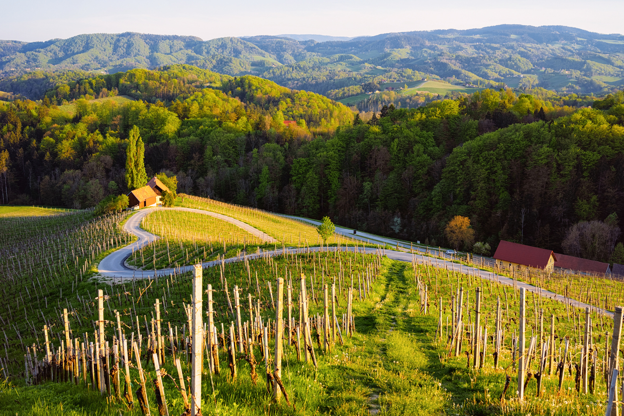 Vineyards of Slovenia