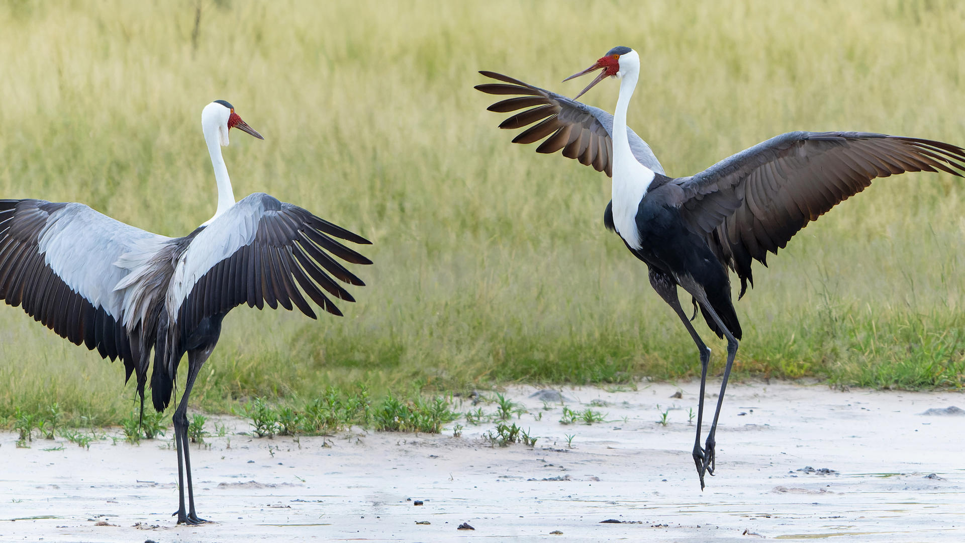 Amazing Birds in Botswana