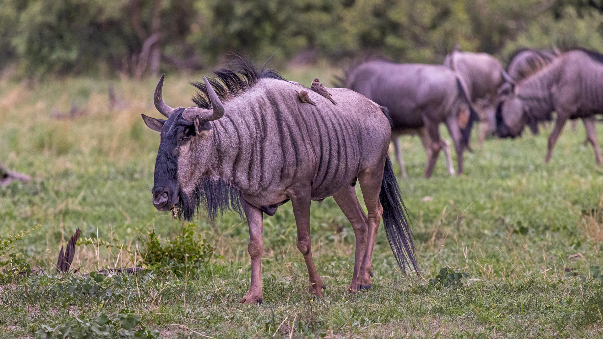 Amazing Nature of Botswana