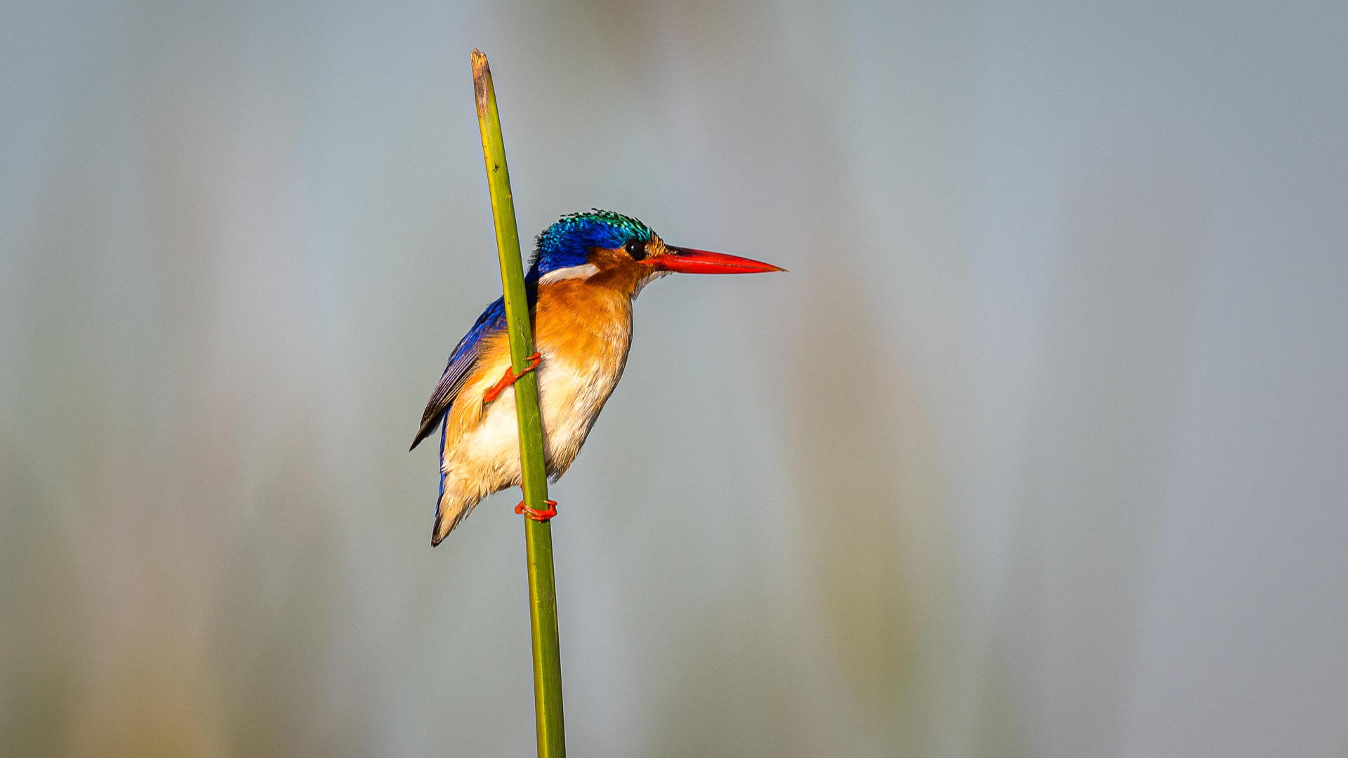 Beautiful Birds in Botswana