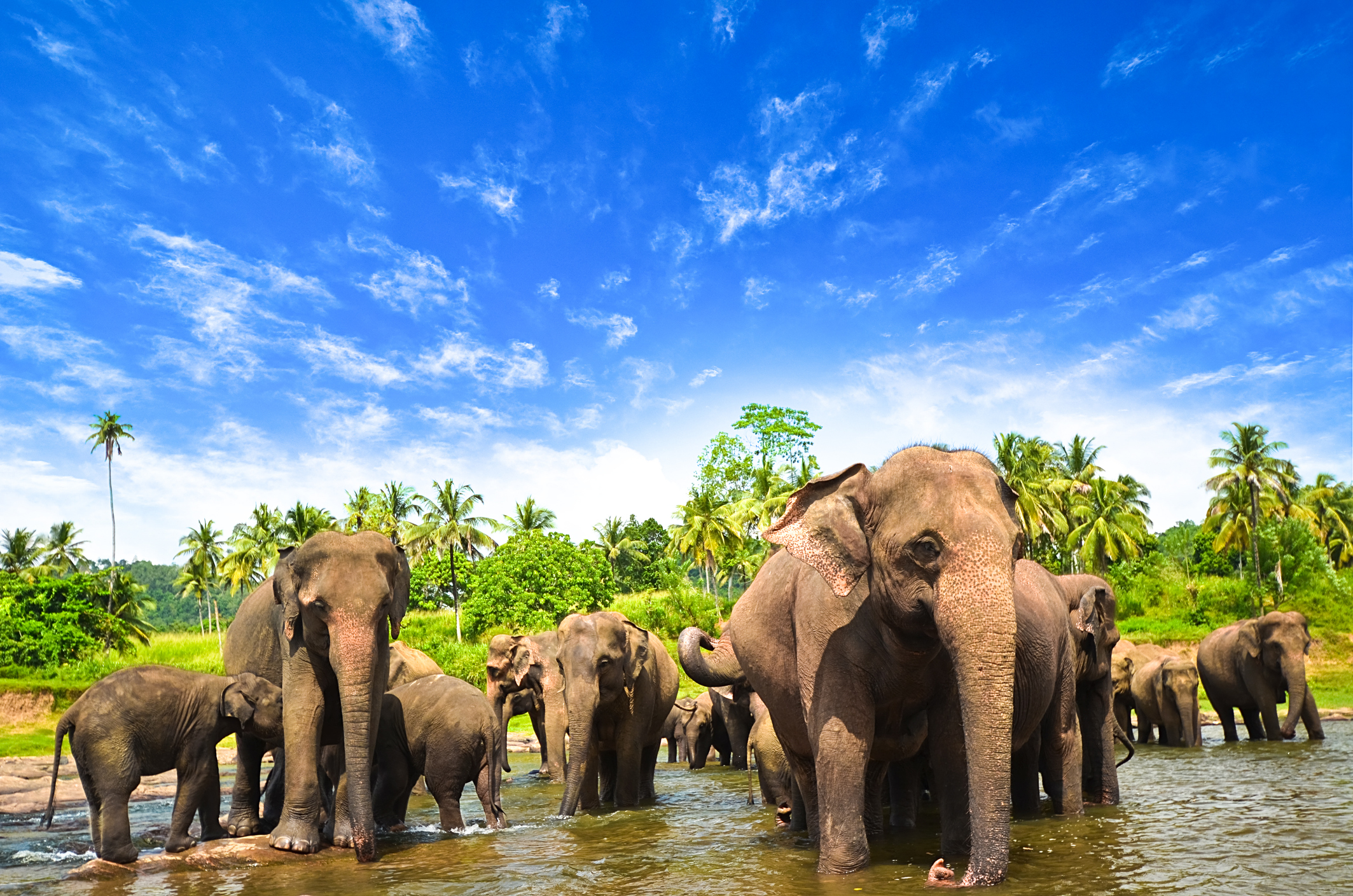 Beautiful elephants