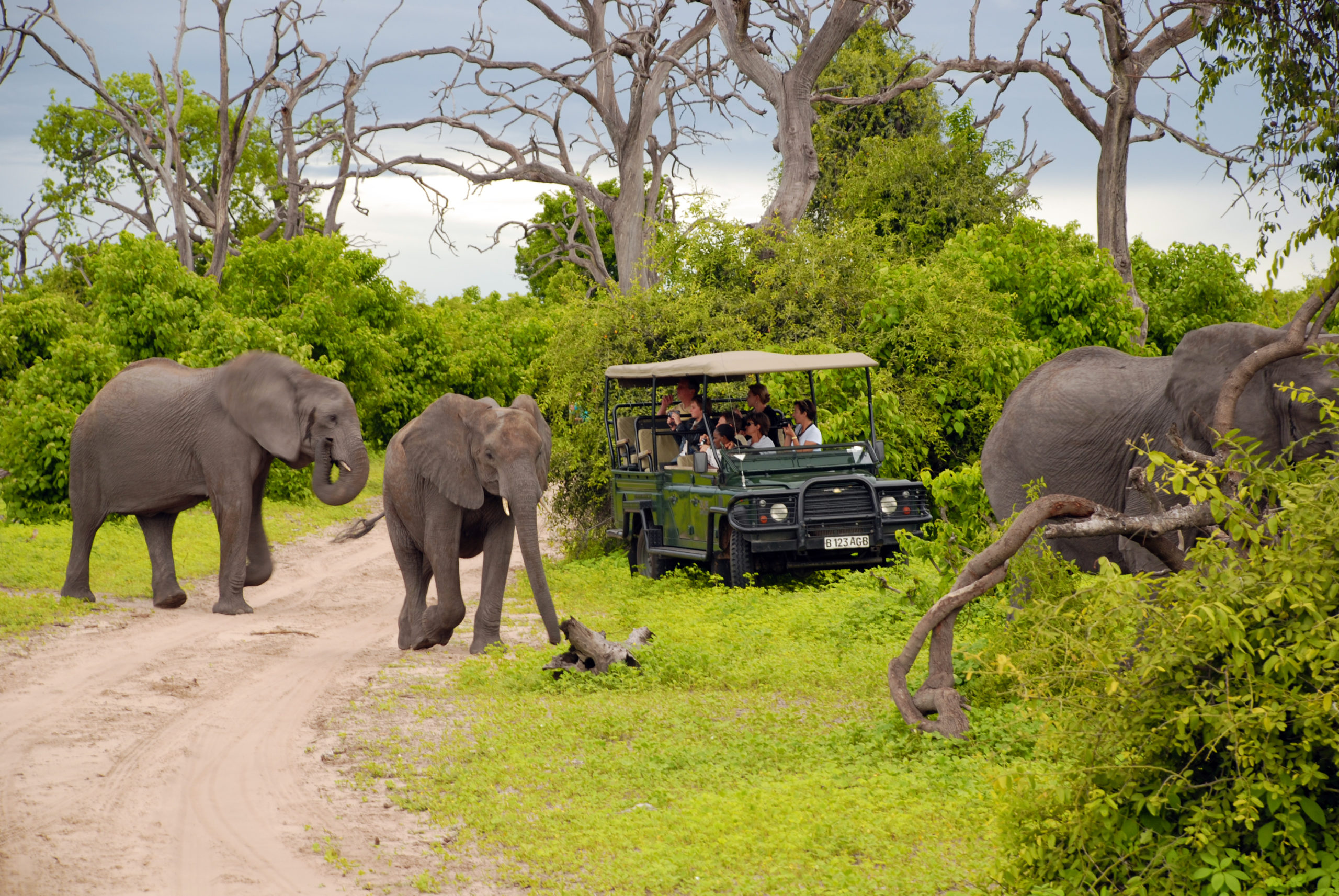 Botswana safari