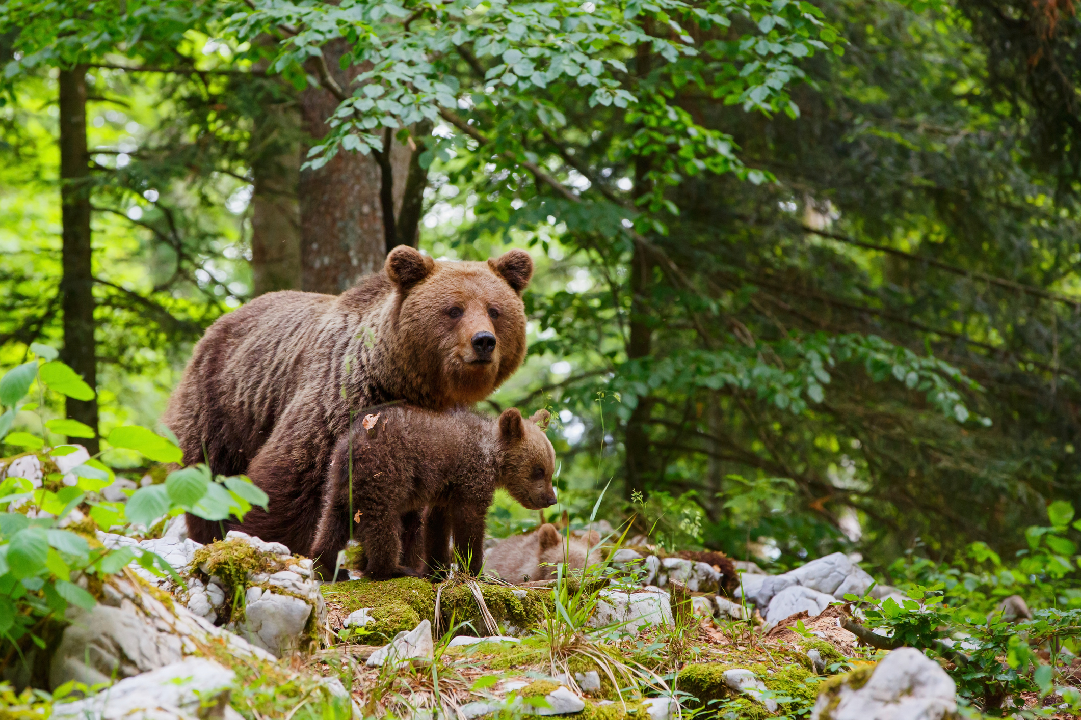 Brown bear with cubs in Slovenia