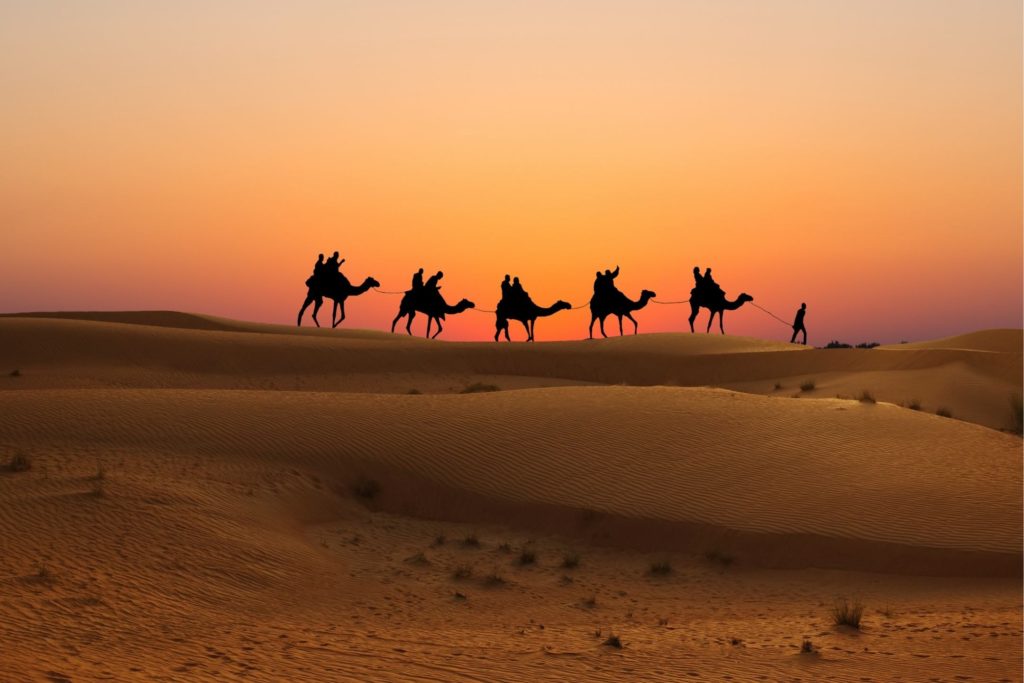 Camel tour at sunset