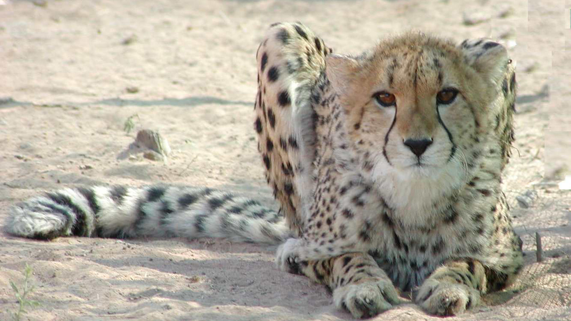 Cheetah Conservation Fund