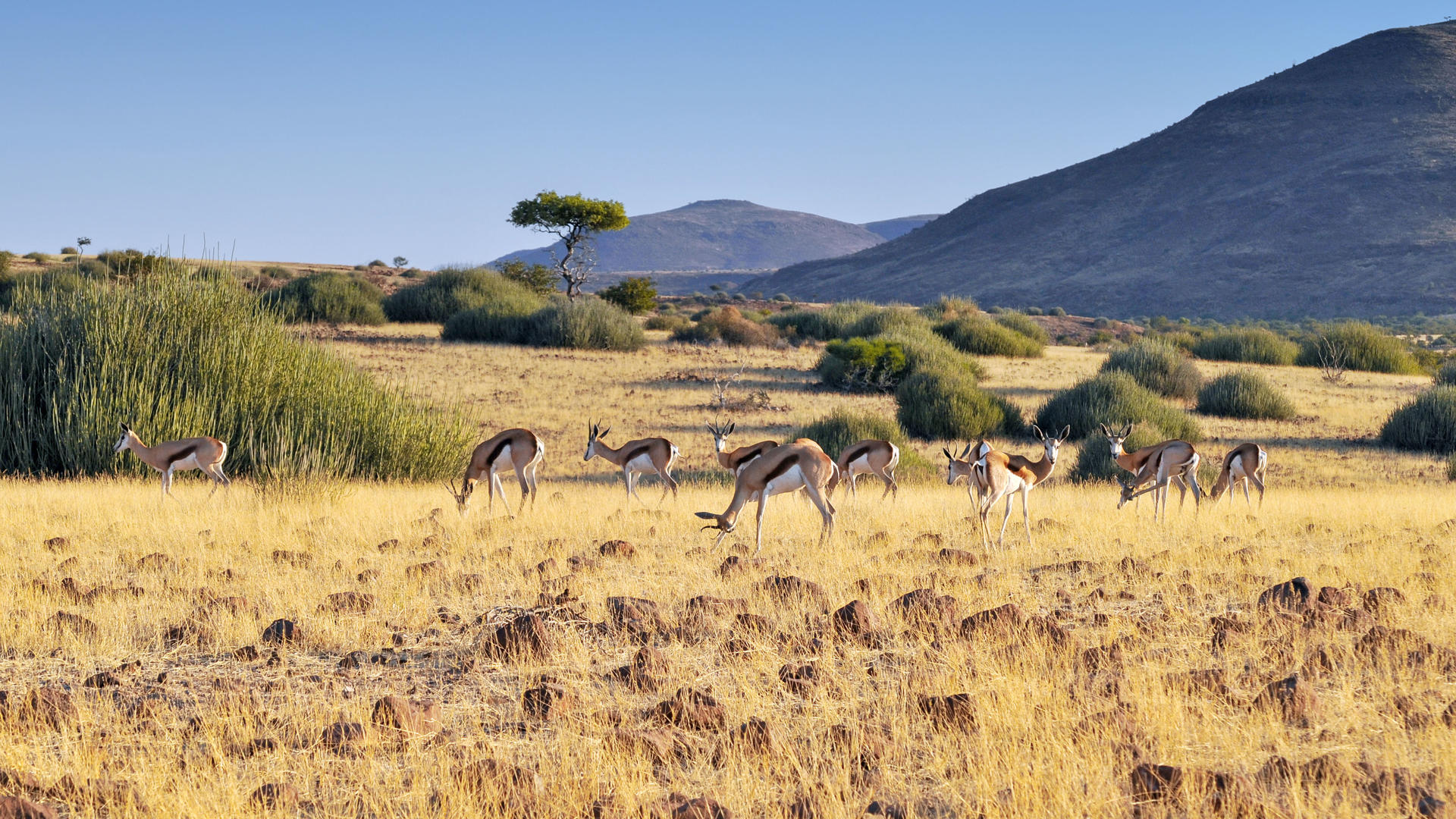 Damaraland