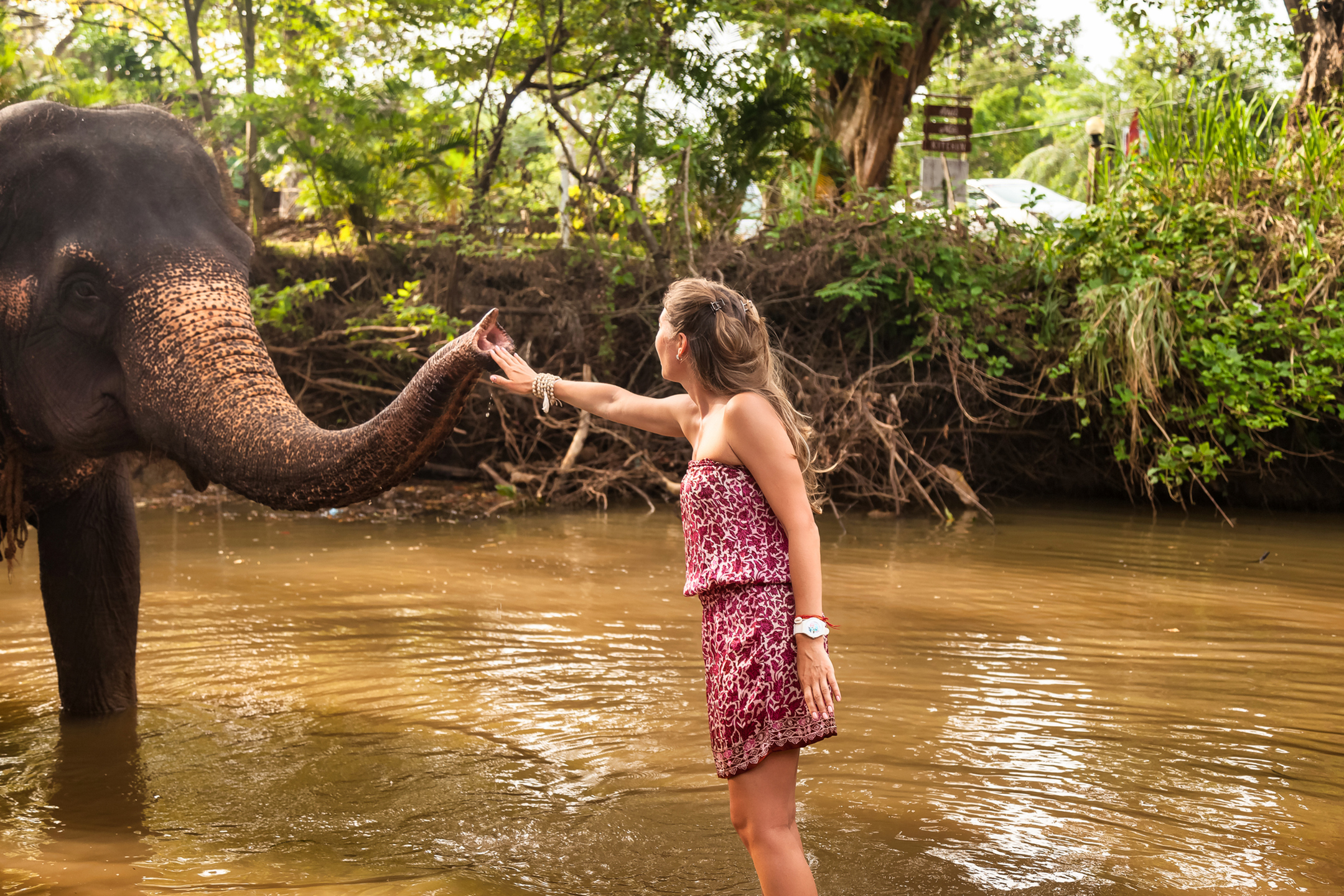 Day Out with Elephants