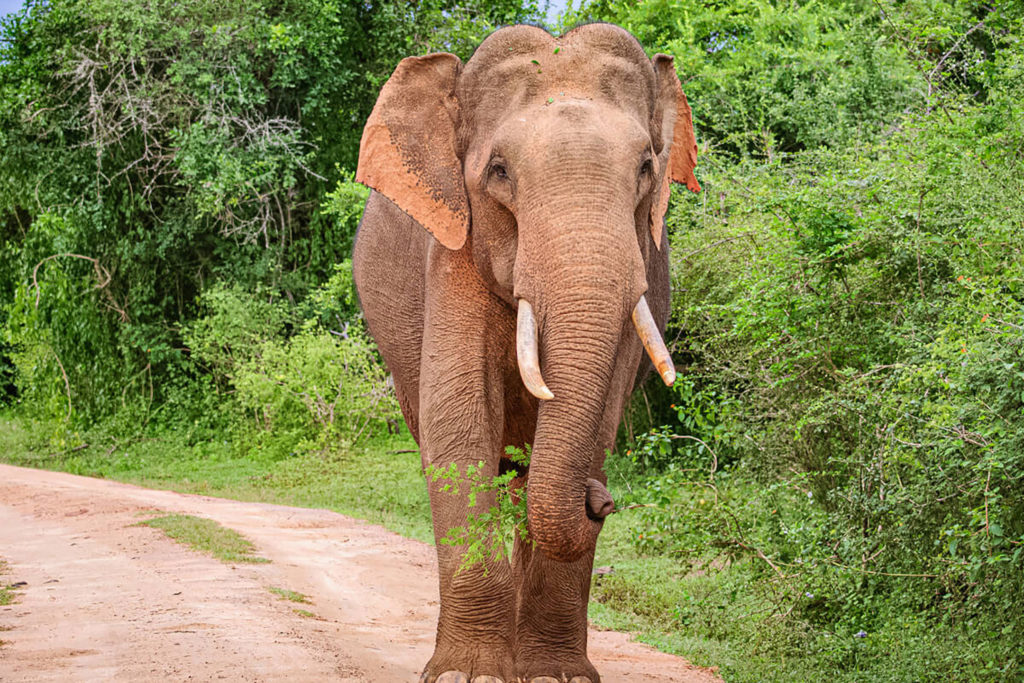 Elephant at The Backwaters Lodge Wilpattu