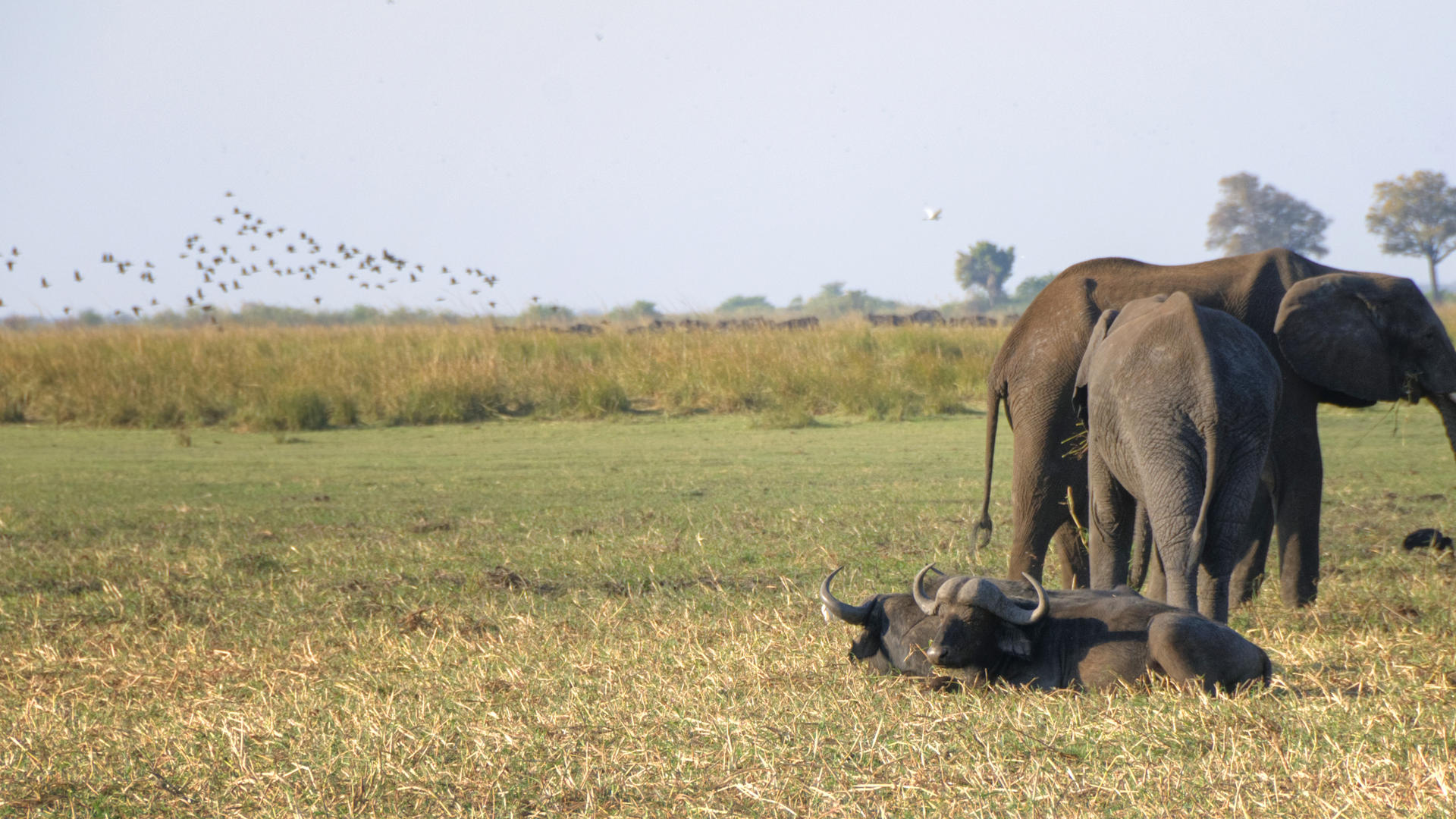 Elephants in Botswana