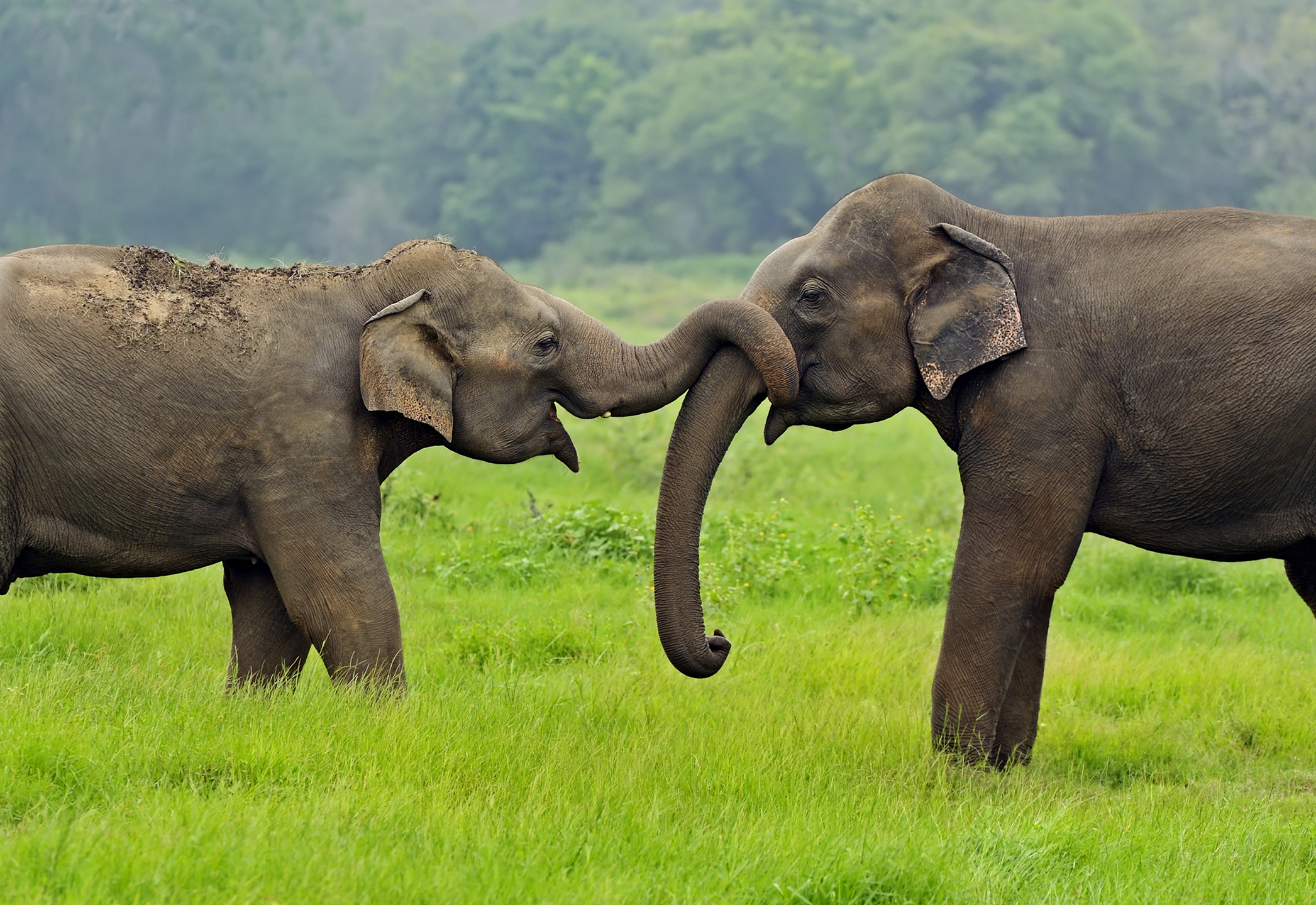 Elephants in Sri Lanka