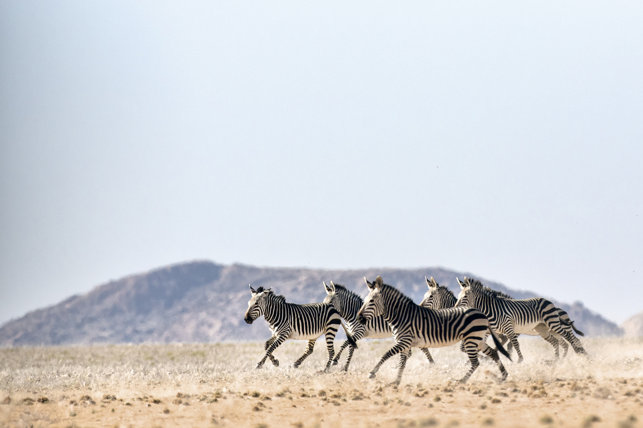 Haartman Mountain Zebras