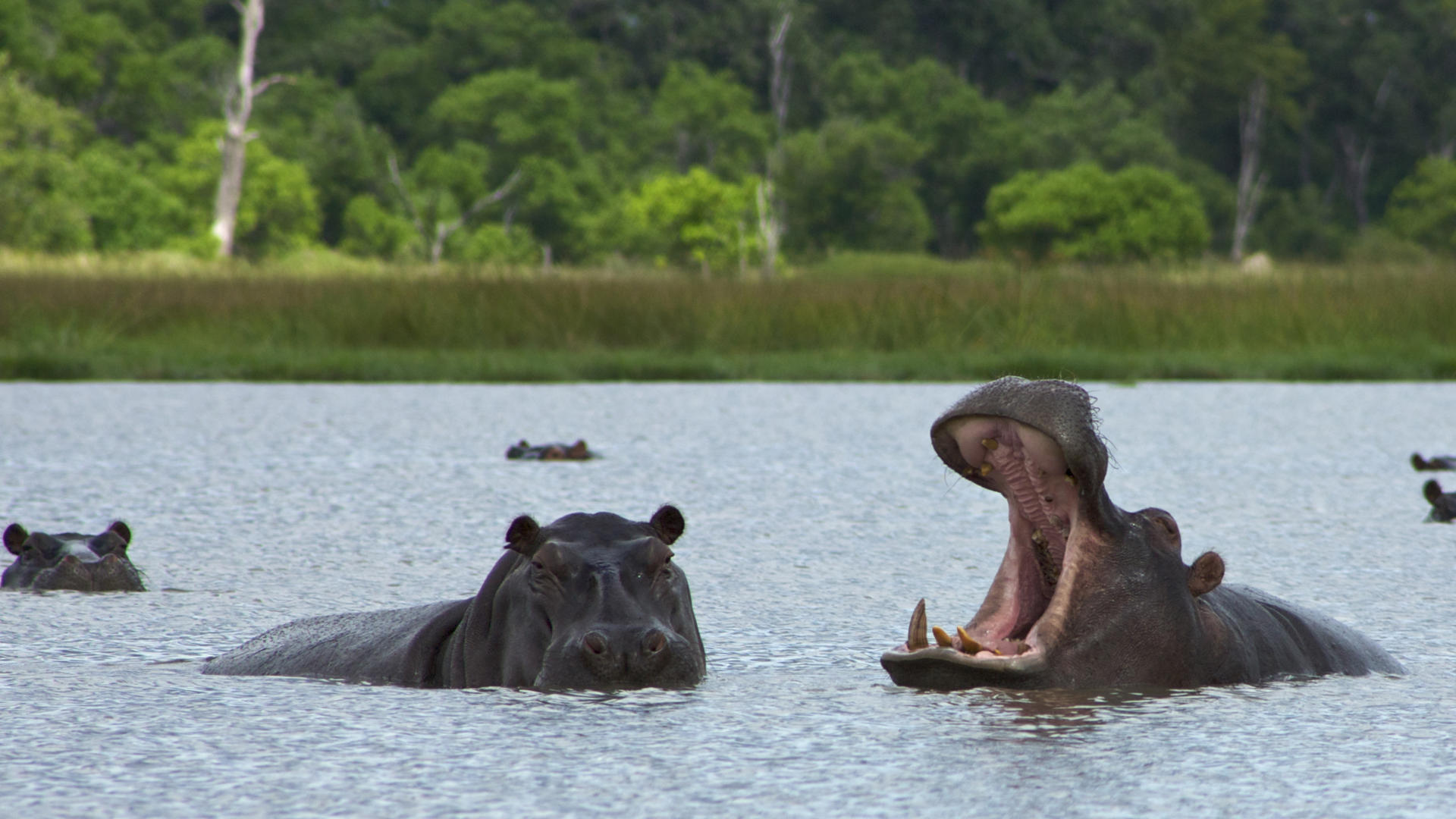 Hippos in Botswana