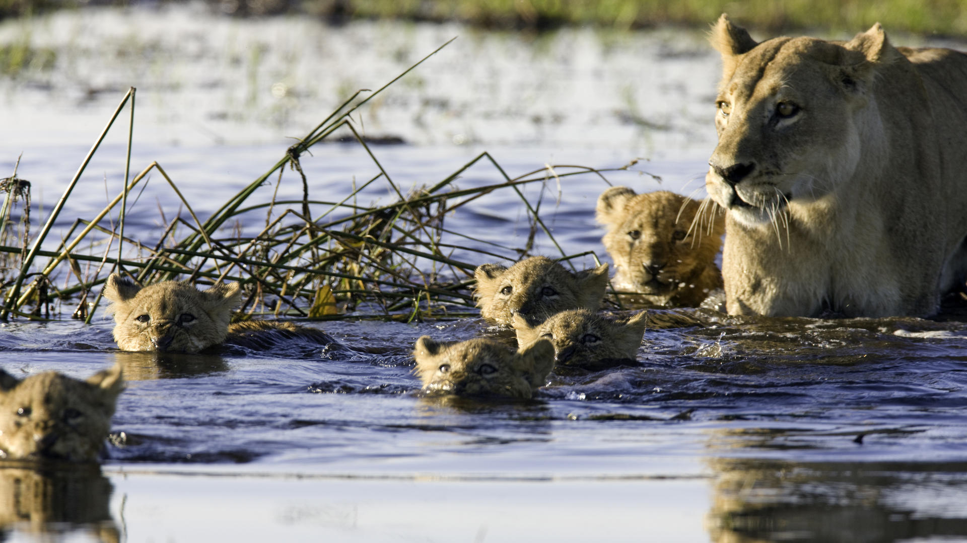 Lioness with her cubs in Botswana