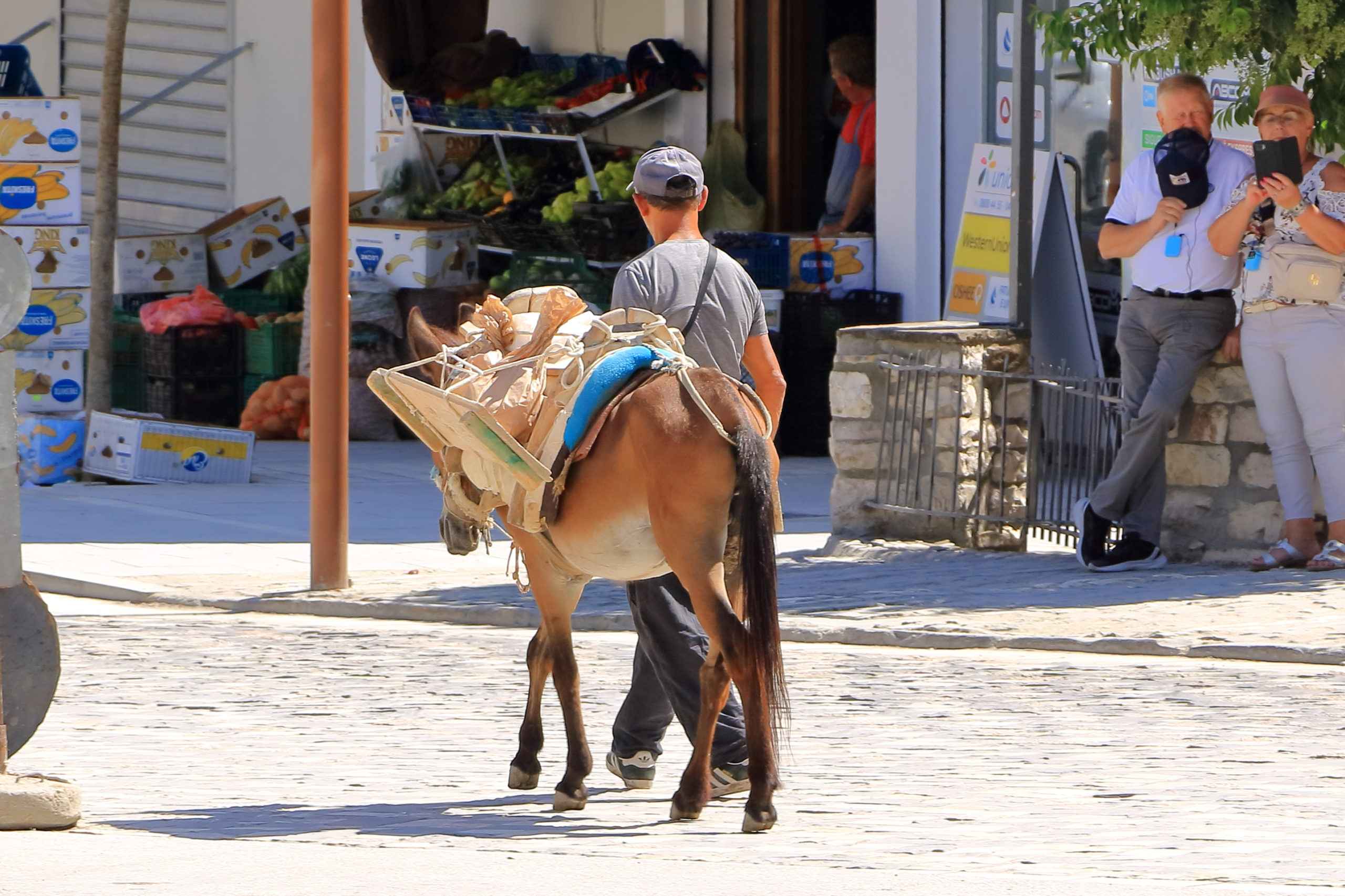 Mule in Albania