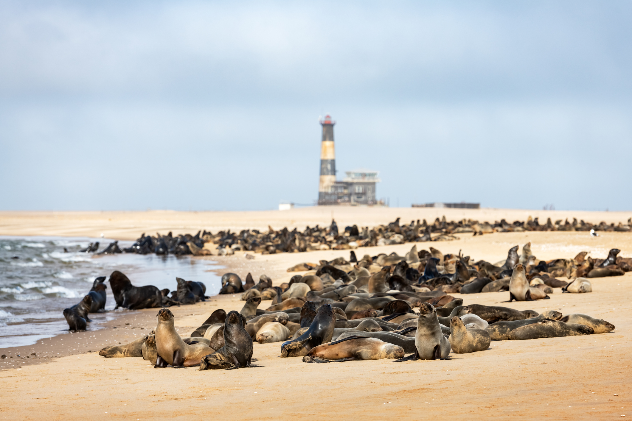 Namibia Seal Colony