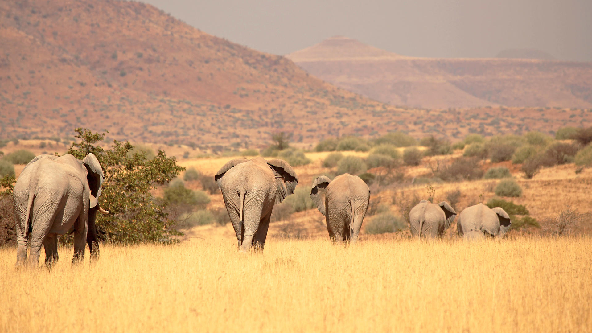 Palmwag Elephants