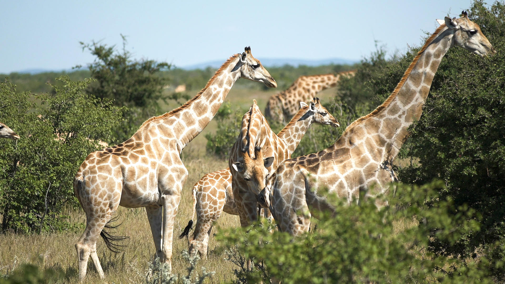 Safari in Namibia