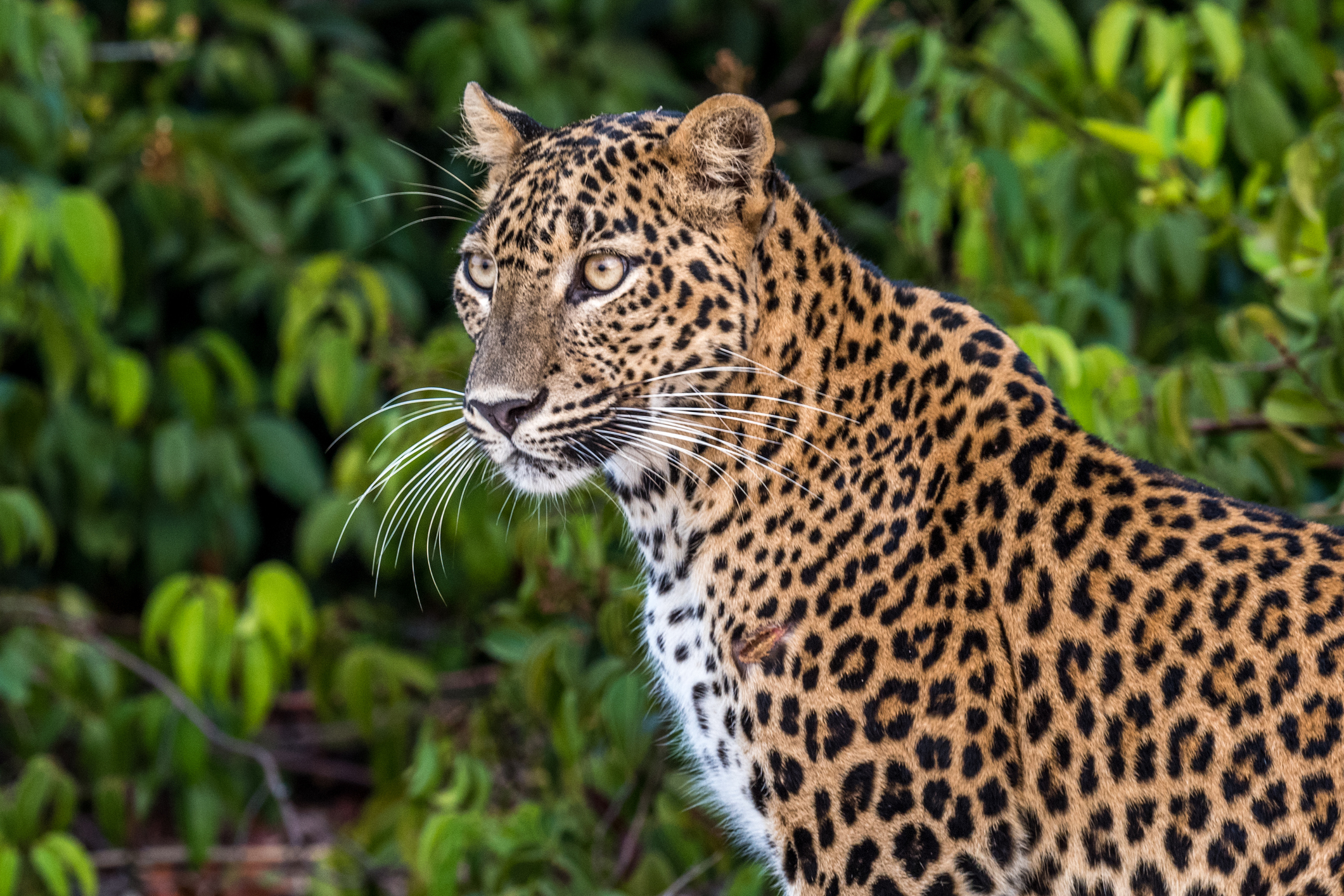 Sri Lanka Leopard