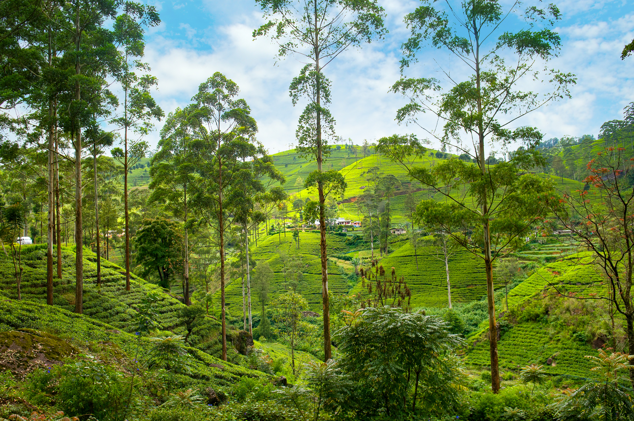 Tea plantations