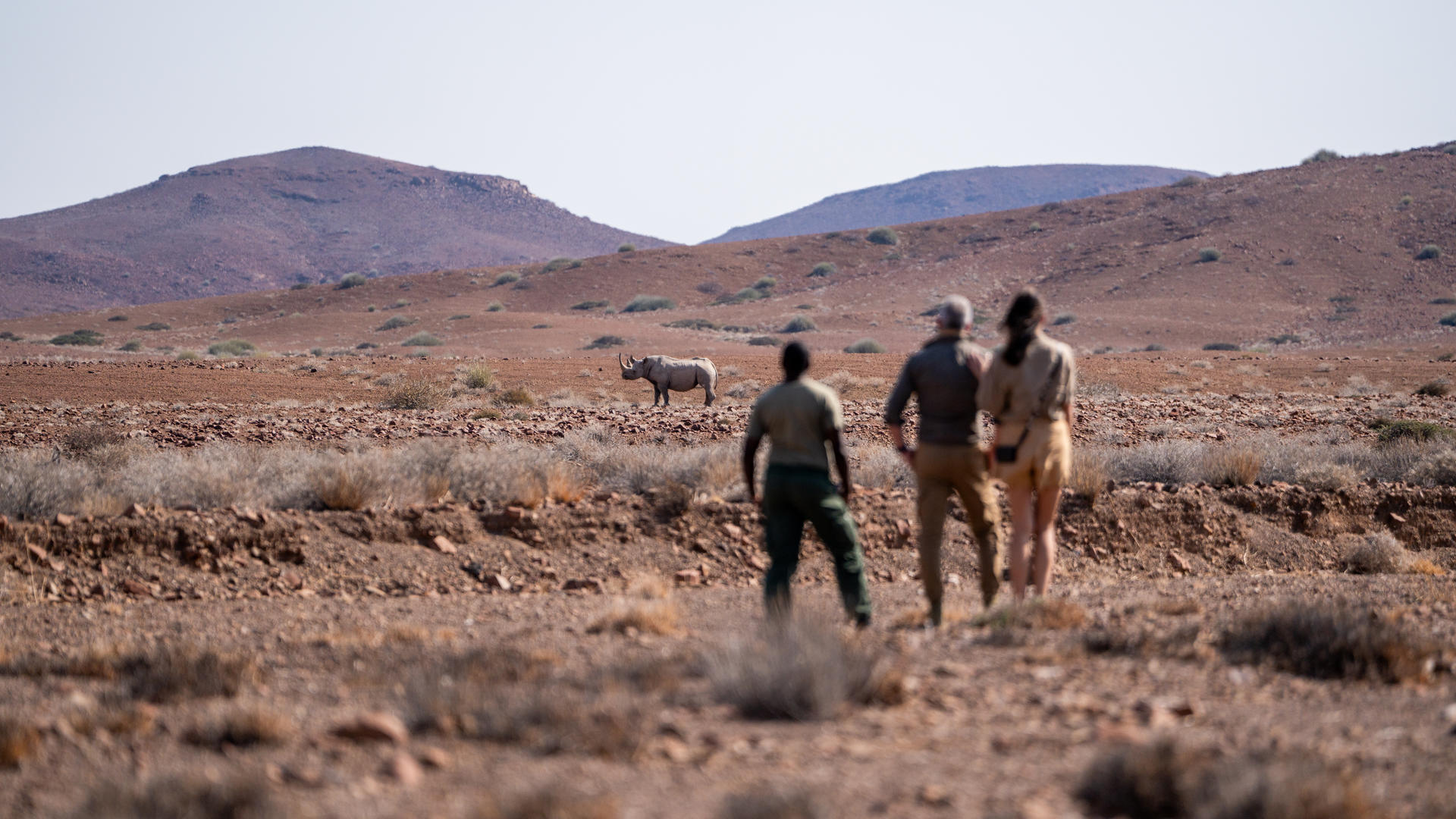 Up Close and Personal with Rhino in Namibia