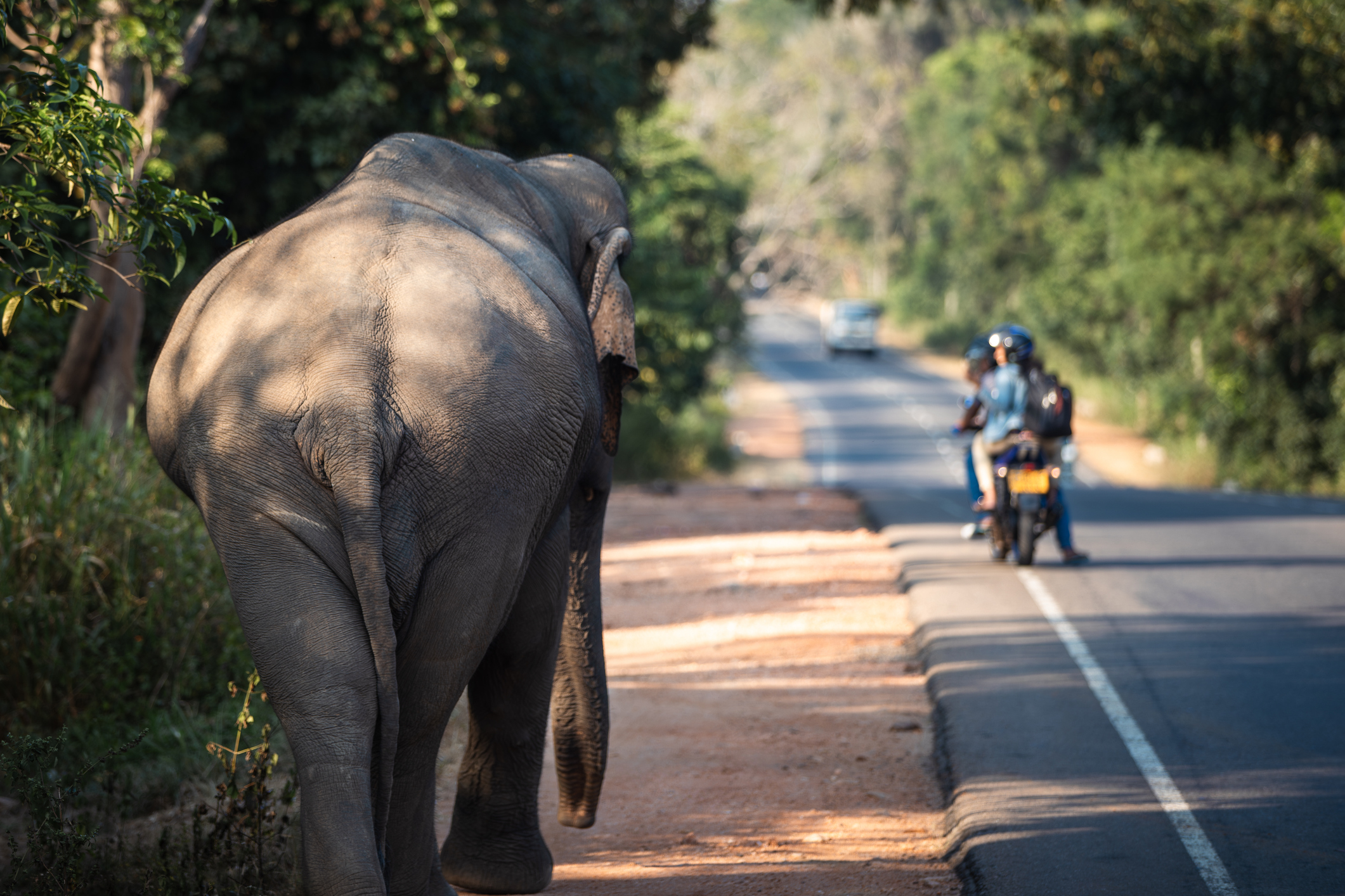 Wild Elephant in Sri Lanka