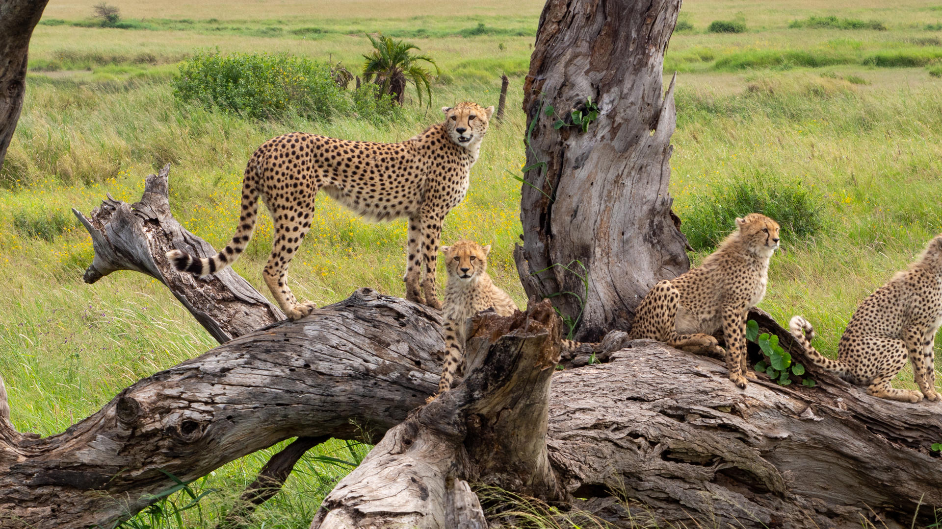 Wildlife of Botswana