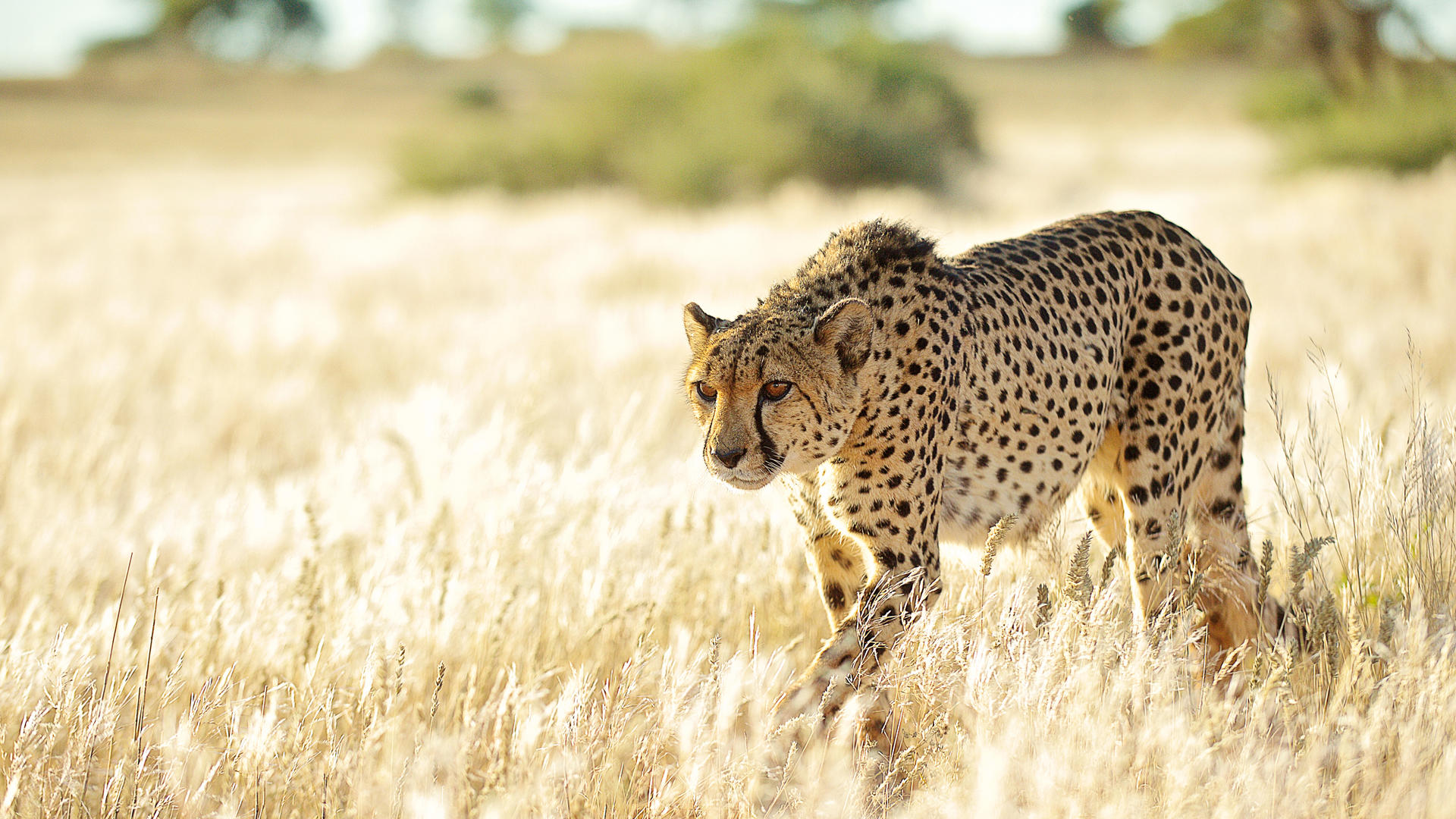 Zannier Namibia