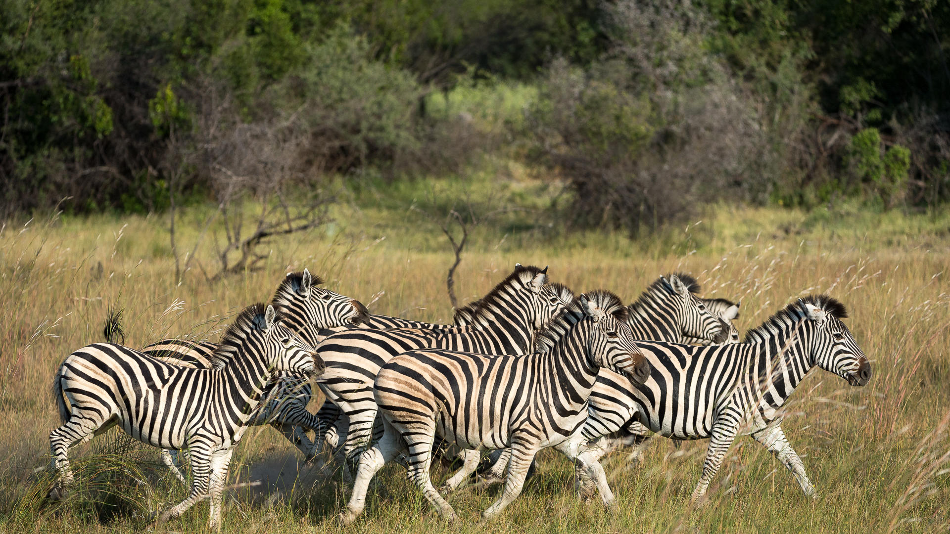 Zebras in Botswana