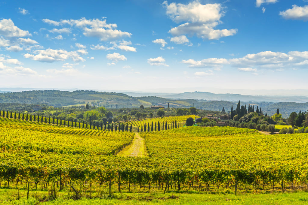 Tuscany Vineyards