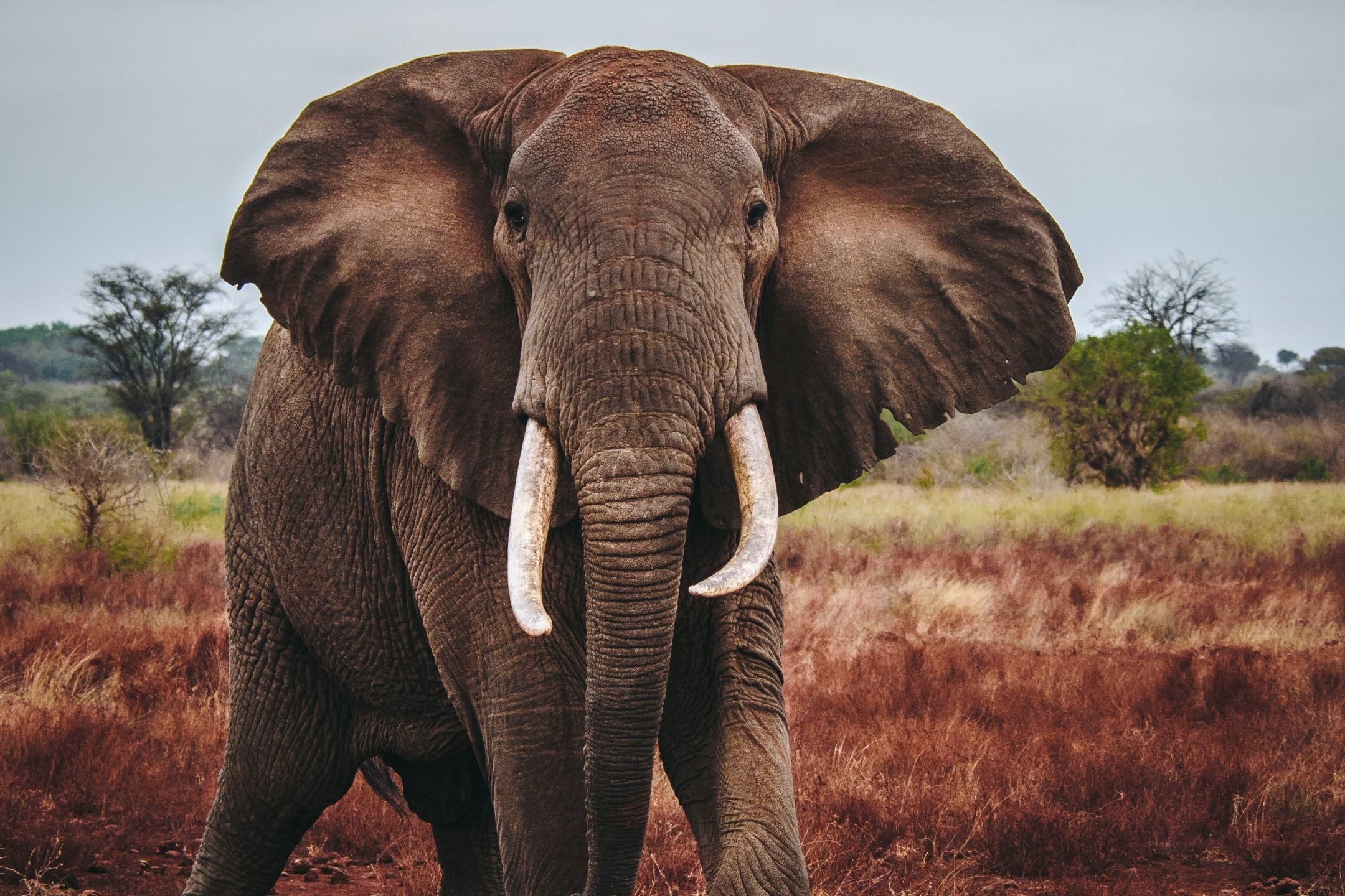 An Elephant