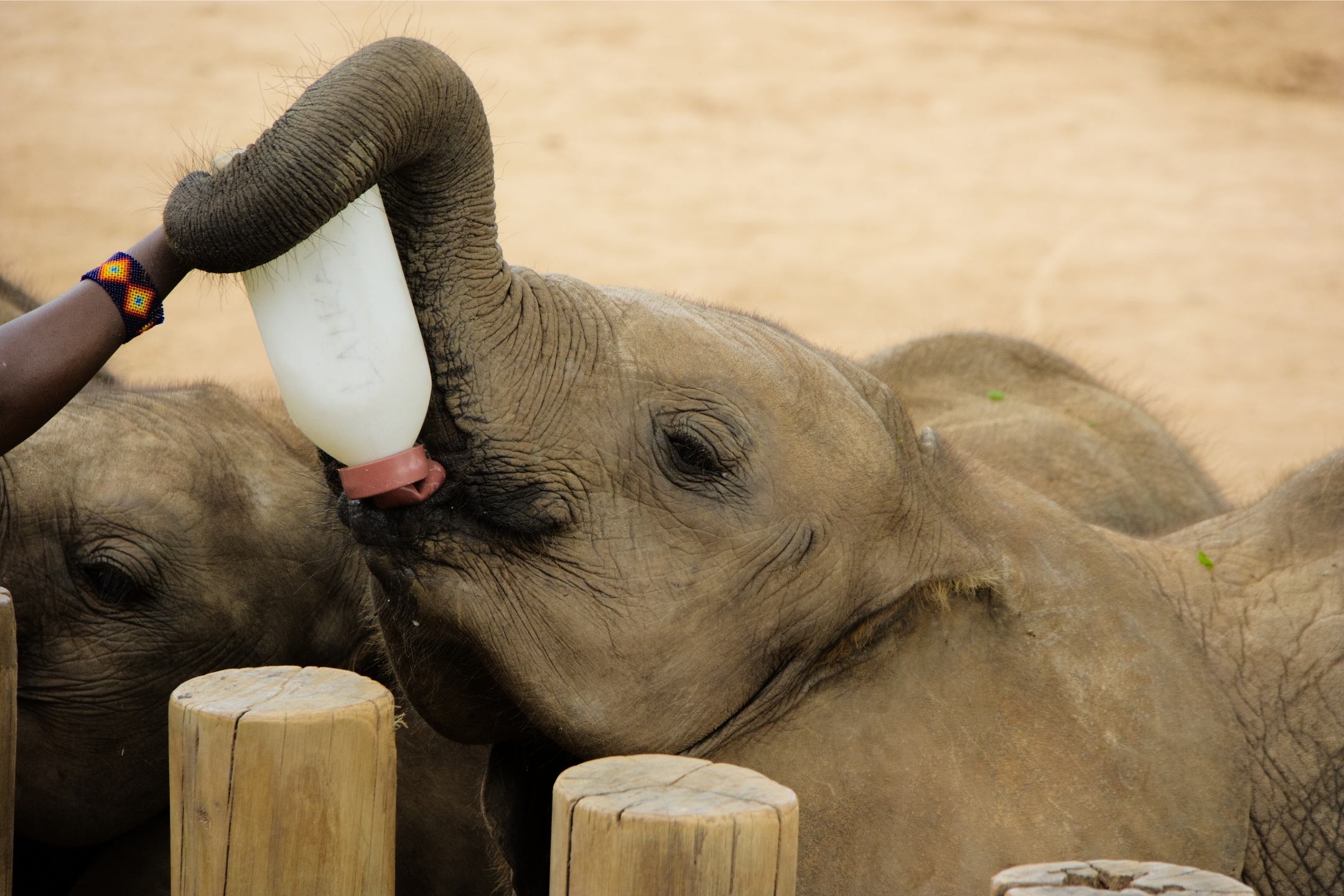 Elephant feeding