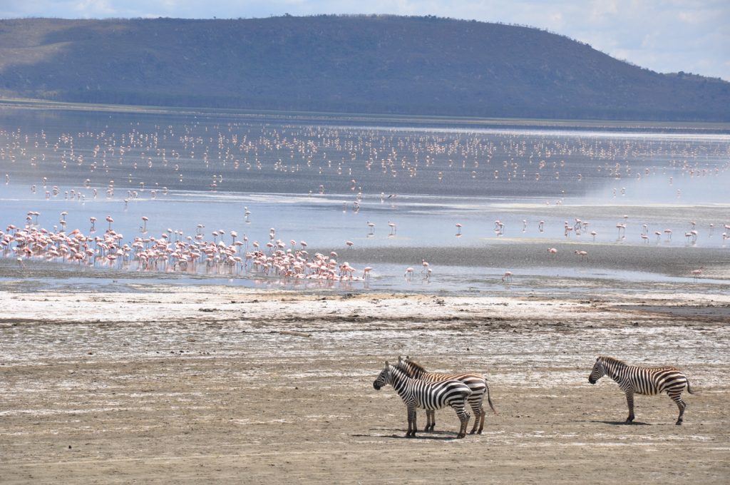 Flamingos and Zebras