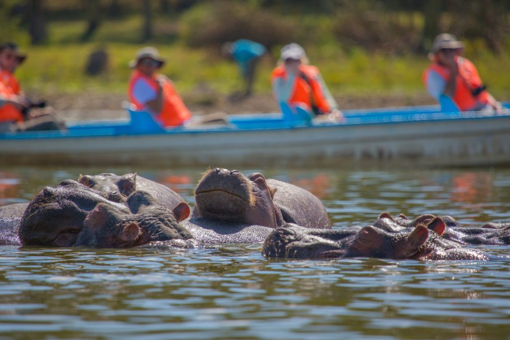 Hippopotamus in Lake Naivasha