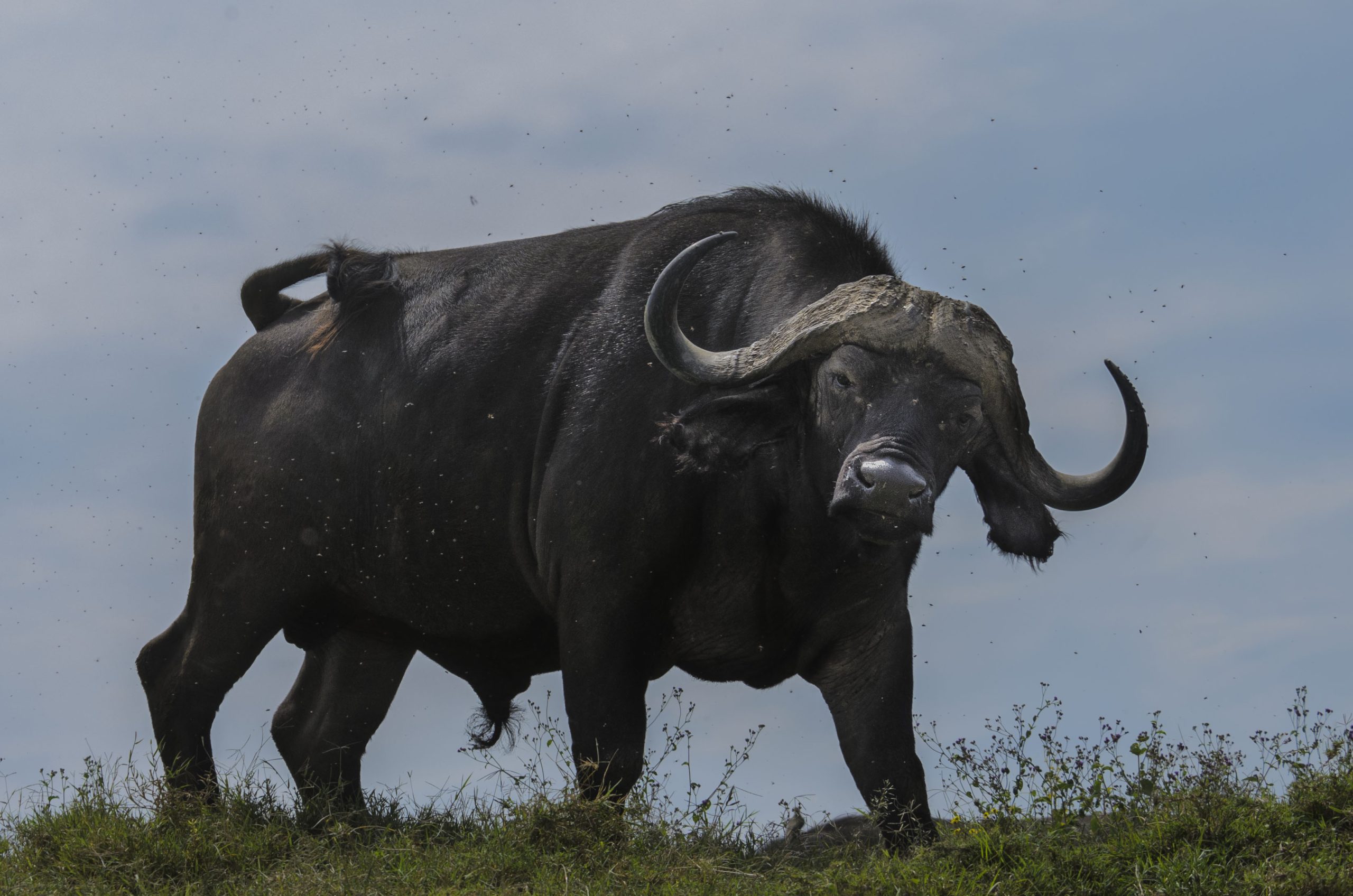 African Buffalo