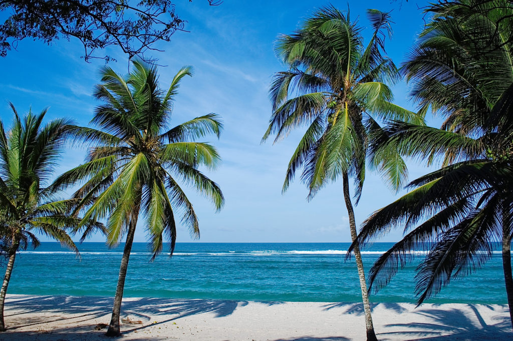 Beach with palms in Kenya