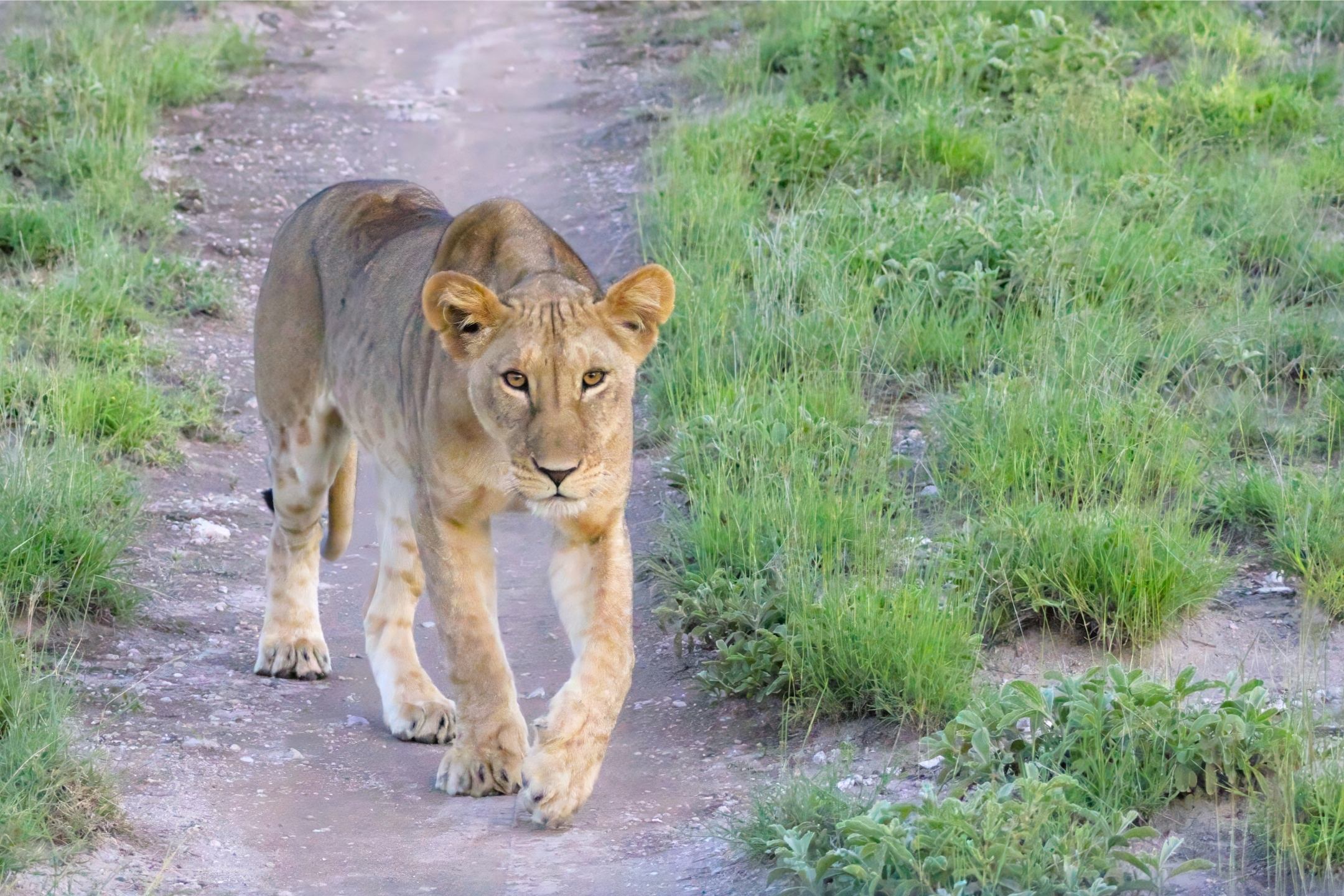 Lioness