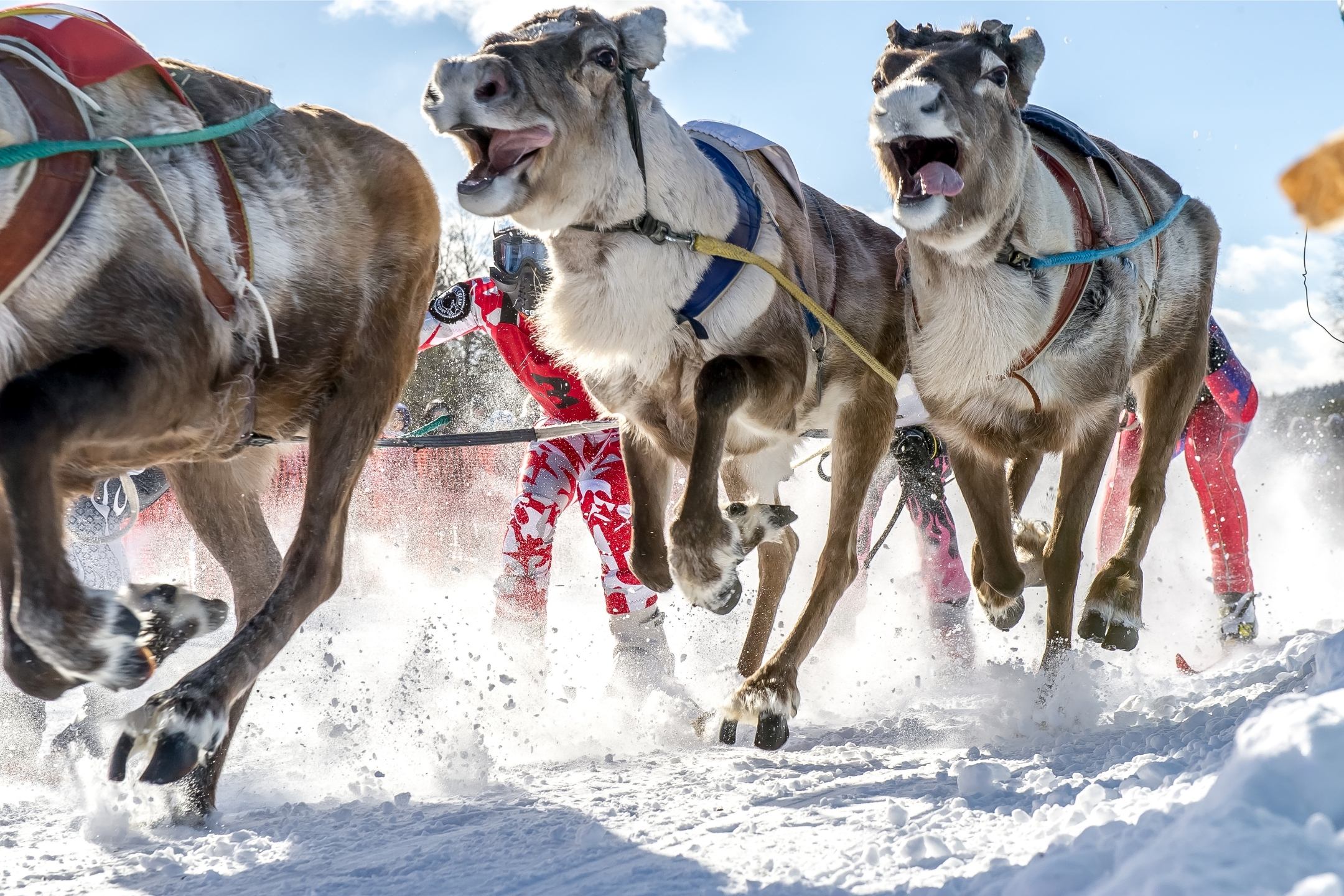 Reindeer Race - Markus Kili