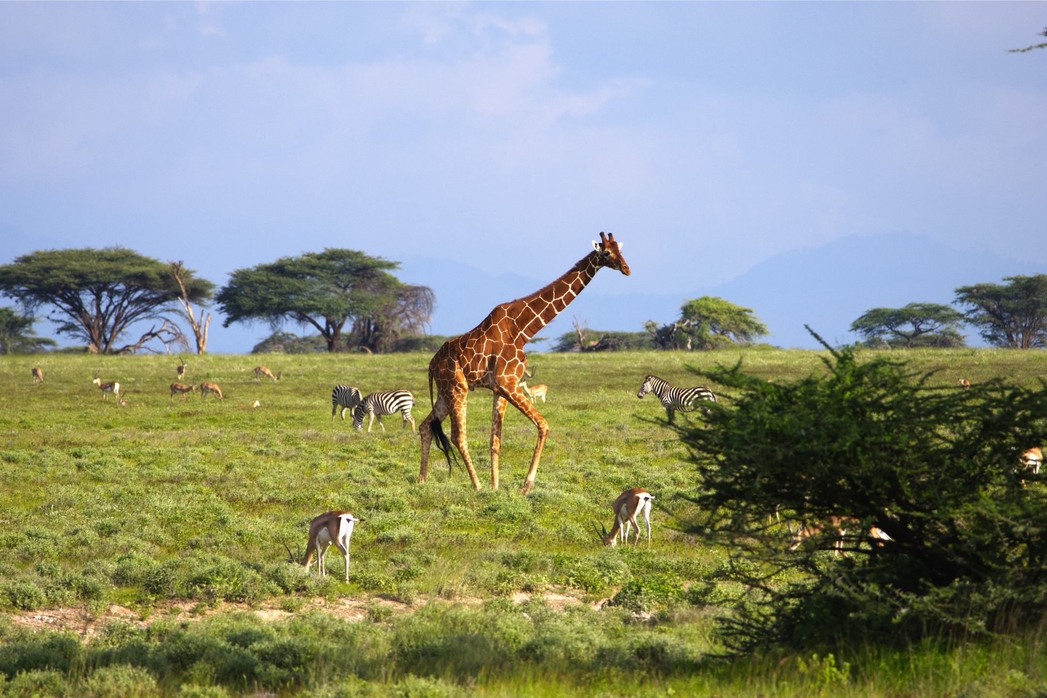 The safari