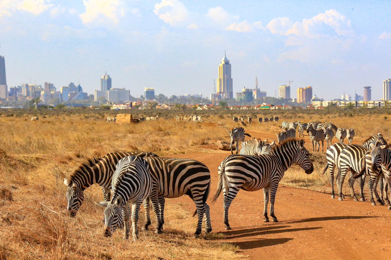 Zebras in Nairobi