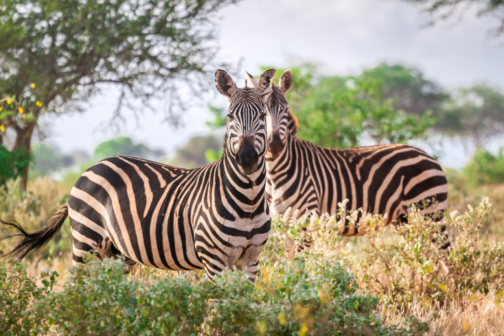 Wild zebras on Savanna