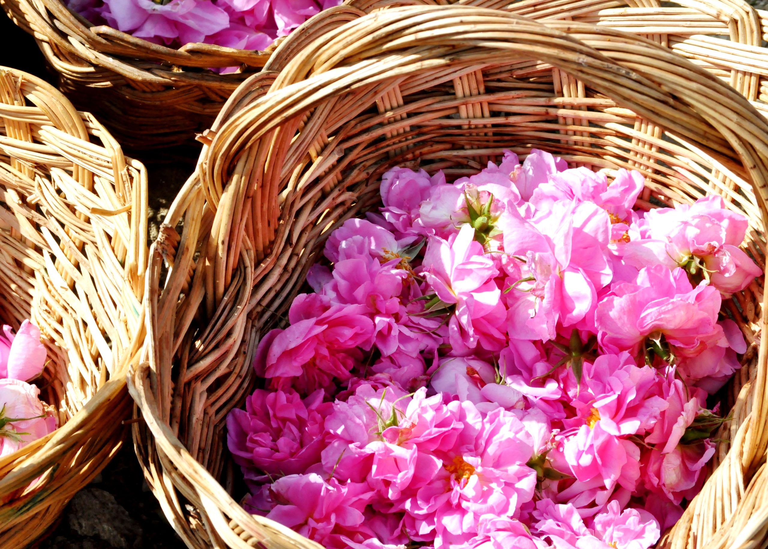 Kazanlak Rose farm