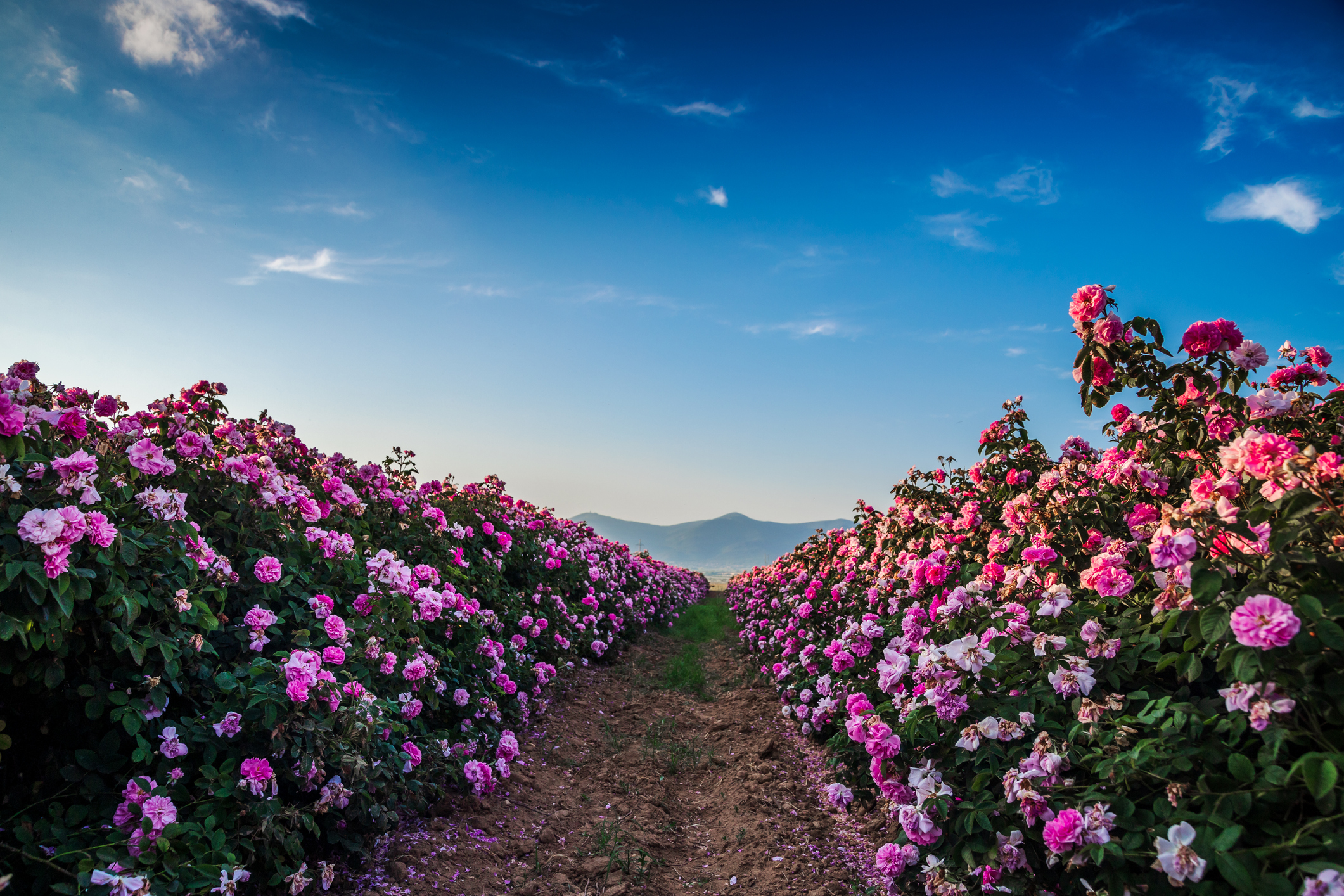 Fields of Roses