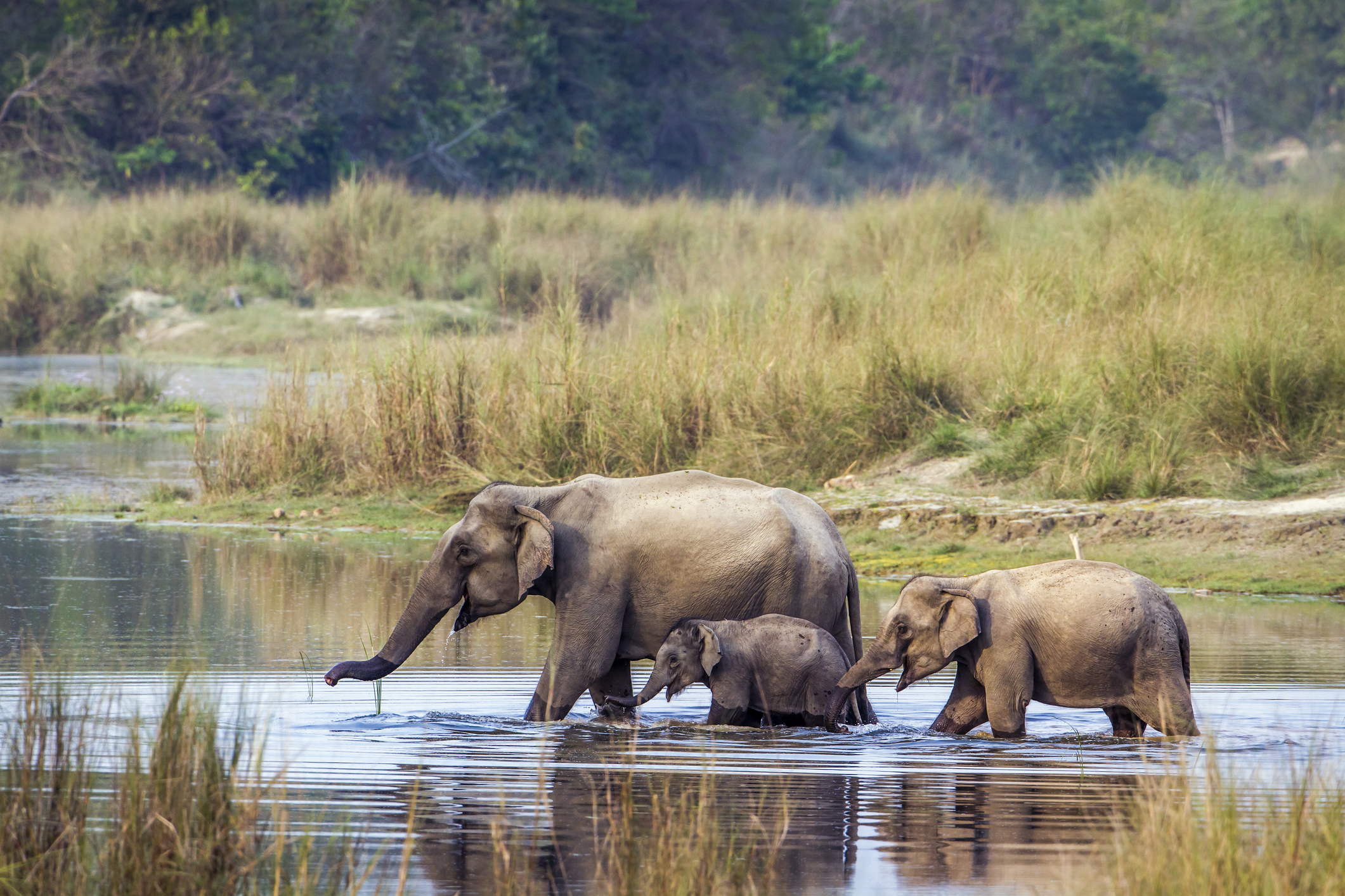 Asian Elephant in Bardia national park, Nepal