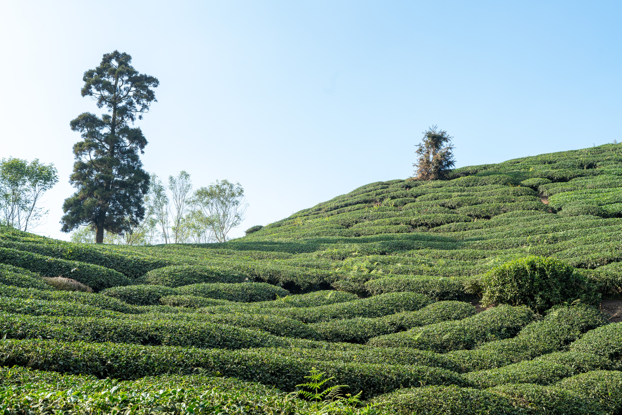 Tea Plantation
