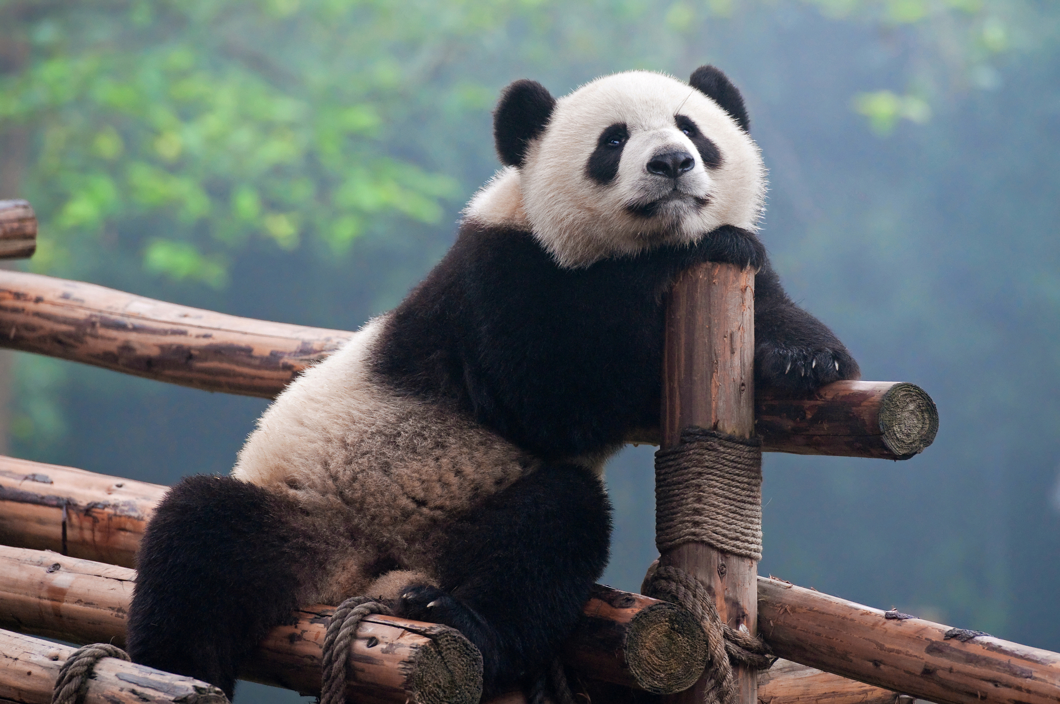 Visit the Panda Research Centre