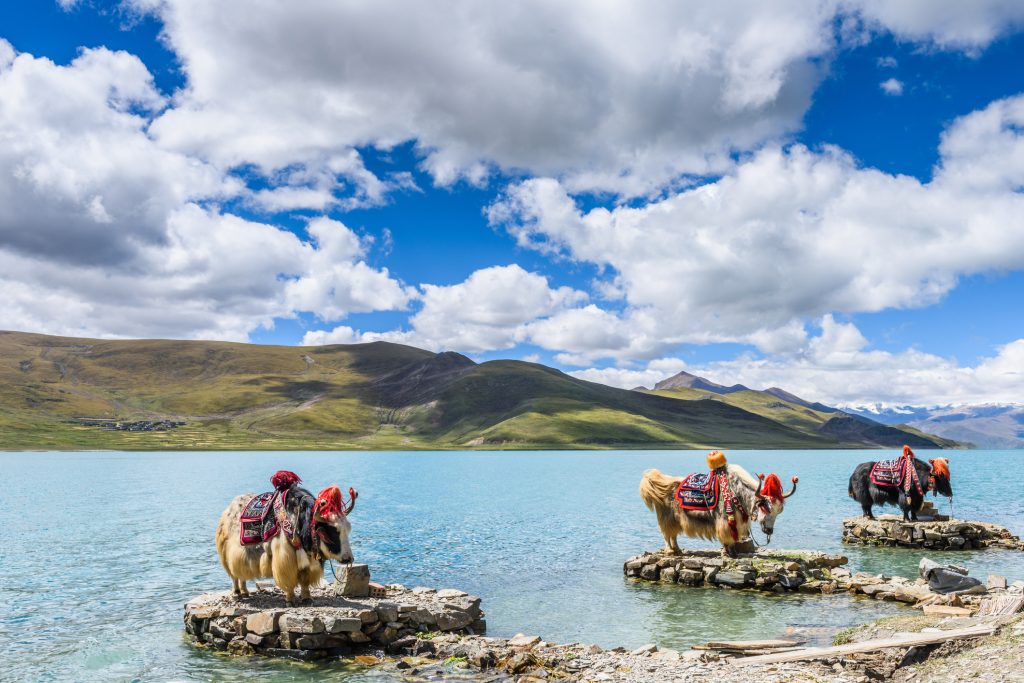 Yaks at the Yamdrok Lake